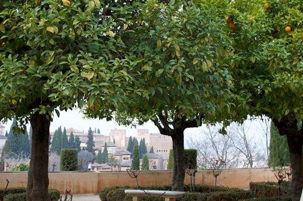 Cómo disfrutar de Granada en primavera: flores, paisajes y festivales