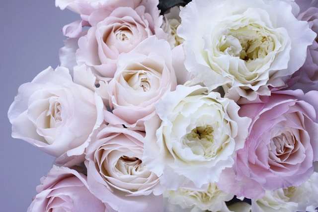 Floristerías en Cádiz