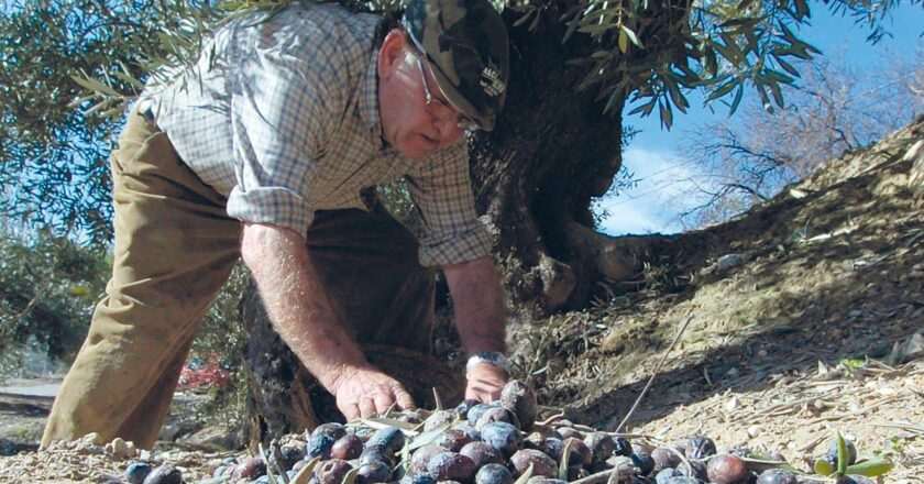 Cumplimiento de aforos: 1,2 millones de toneladas de aceite de oliva acumuladas.