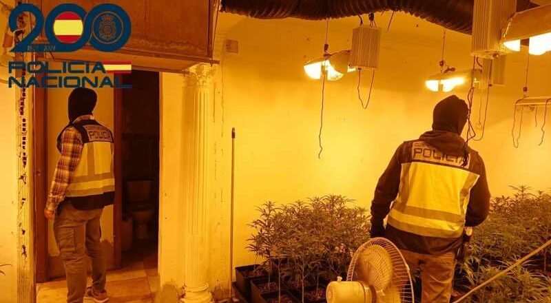 Desmantelan dos cultivos de marihuana y confiscan 776 plantas en las Tres Mil Viviendas.