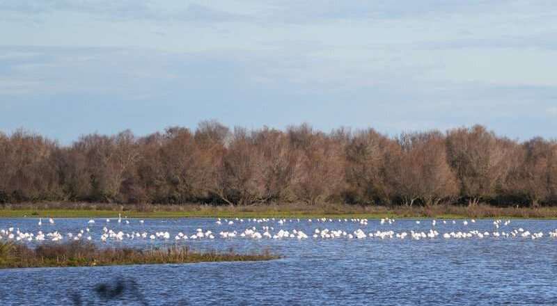 El jueves concluye el plazo para enviar propuestas a la convocatoria de ayudas para proyectos agrarios en Doñana