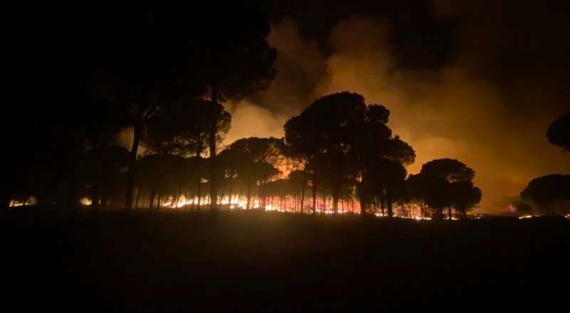 La Junta convoca licitación para el aprovechamiento forestal en el área de Almonte afectada por el incendio de 2022.