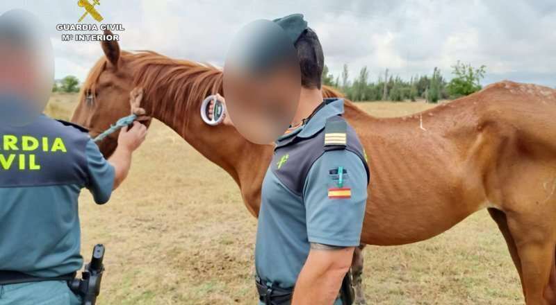 Se aprueba la normativa para la captura de animales sueltos en Almonte con el fin de prevenir accidentes