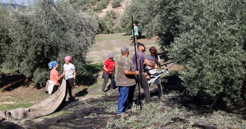 Transformaciones en el olivar a partir de la nueva estrategia andaluza.