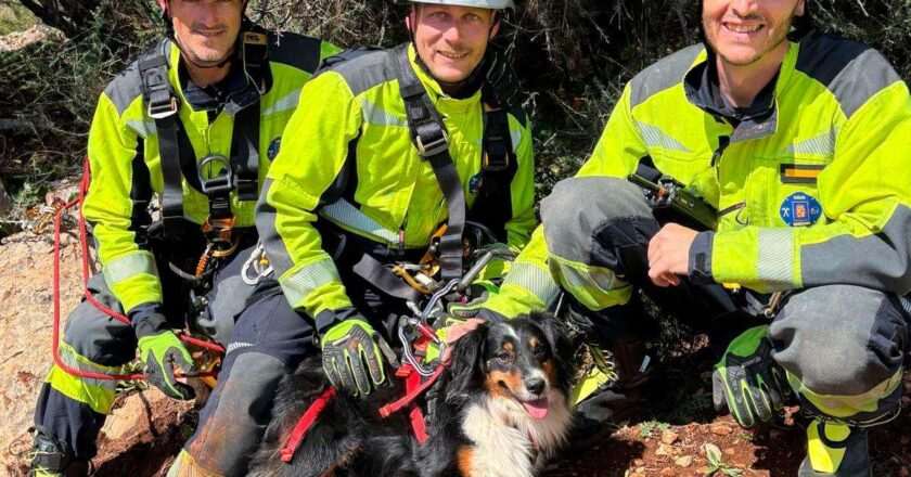 El desafiante rescate de Tini, una Border Collie atrapada en Los Cañones