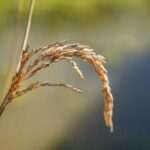 Asaja considera que las últimas lluvias son una bendición para el campo, aunque detiene la recogida de arroz