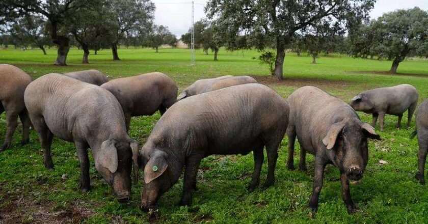 Cooperativas Agro-alimentarias solicita una revisión completa de la normativa de calidad del cerdo ibérico