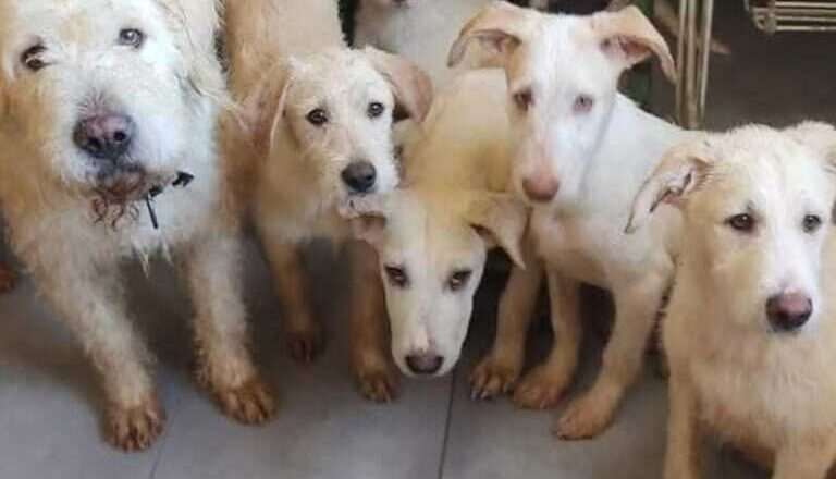 Protectora de Punta Umbría solicita ayuda urgente ante una deuda de 10.000 euros para continuar salvando animales