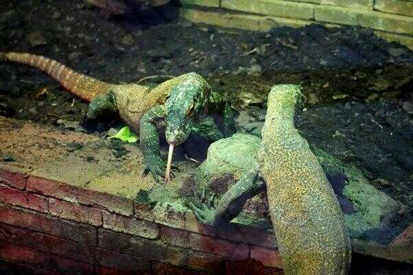 Los dragones de Komodo de Bioparc Fuengirola realizan su primera salida fuera del parque
