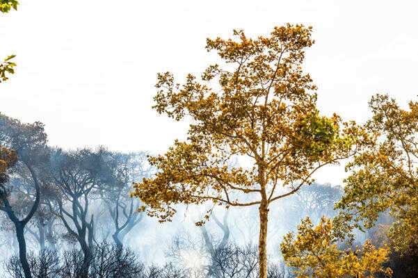 Puerto Real desarrolla un plan de prevención de incendios en Las Canteras