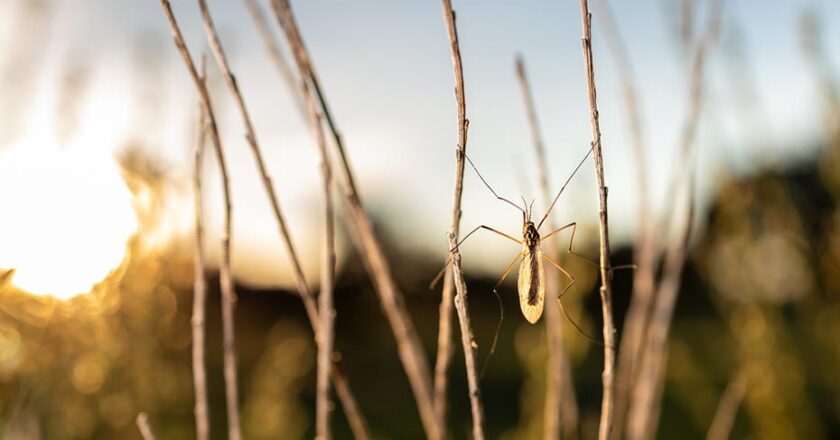 Salud Pública alerta sobre el peligro de picaduras de mosquitos y garrapatas en ferias y romerías