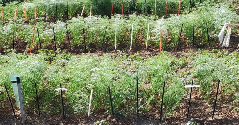 Investigadores andaluces descubren cinco variedades de semillas de anís con potencial de cultivo en España
