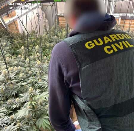 Incautación de más de 11.800 plantas de marihuana por parte de la Guardia Civil en marzo en la provincia