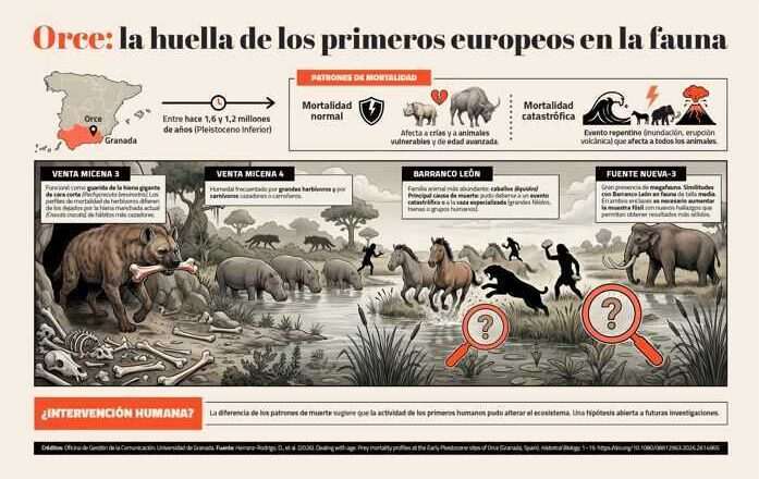 Estudian las causas de muerte de la fauna de Orce para entender el impacto de los primeros humanos en Europa