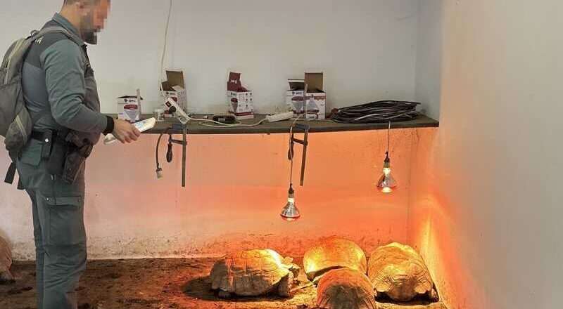 Hombre investigado por posesión ilegal de cinco tortugas africanas en su residencia en Sotogrande