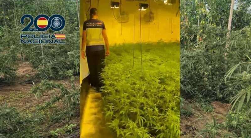 Desmantelan cultivos ilegales en Sanlúcar con tres detenidos y 904 plantas de marihuana incautadas