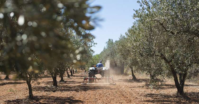 Fallece un hombre de 71 años en un accidente con un tractor en Fiñana, Almería
