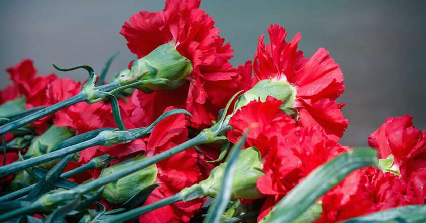 Andalucía destina más de mil hectáreas al cultivo de flor cortada y planta ornamental