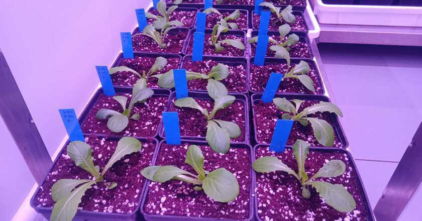 Abono bacteriano incrementa en un 60% la producción de cultivos bajo sequía o salinidad