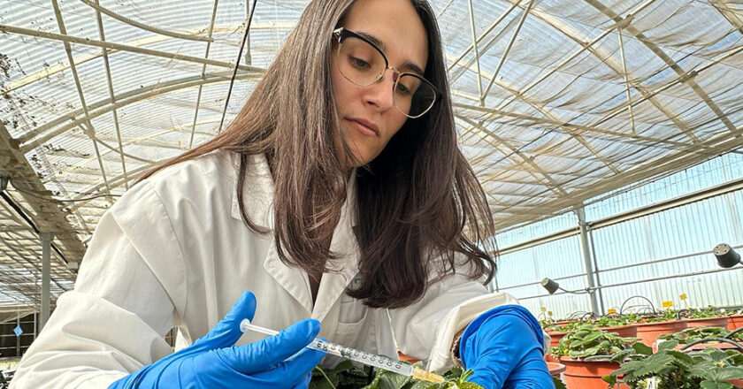 Investigación en Andalucía utiliza IA para optimizar sabor y aroma de la fresa ante el cambio climático
