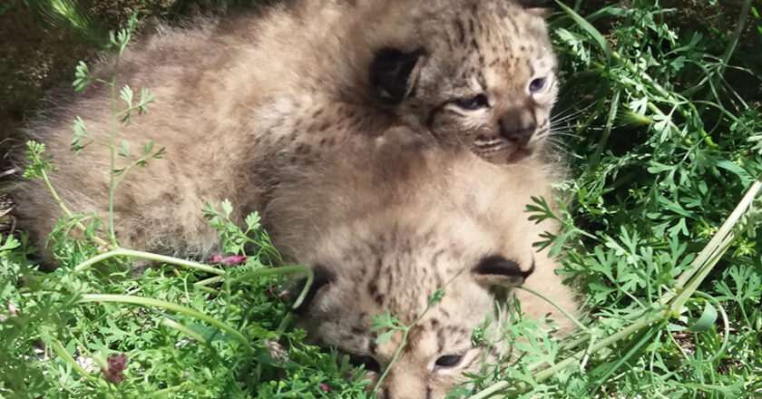 Finaliza la temporada de cría de 2026 en el centro de La Olivilla con el nacimiento de once linces