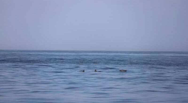 Inicio de un proyecto para investigar la marsopa común en el mar de Alborán