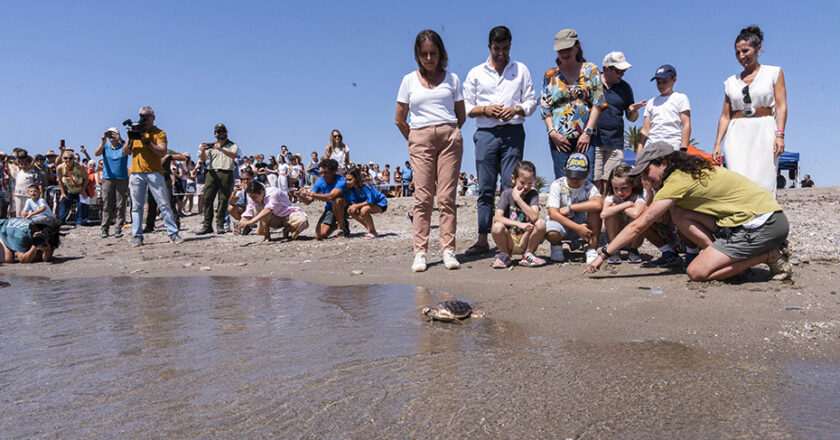Andalucía alcanza un nuevo logro en la conservación de la tortuga boba con la liberación de 27 ejemplares en Mojácar