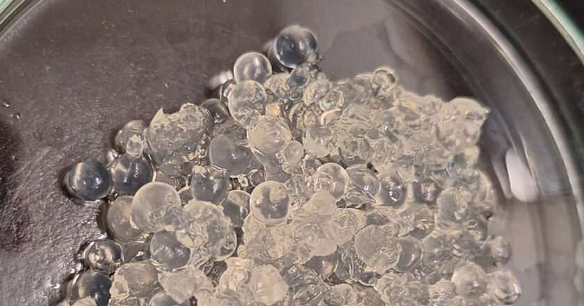 Andalucía crea un gel innovador de algas y cáscaras de gamba para mantener la humedad en los cultivos
