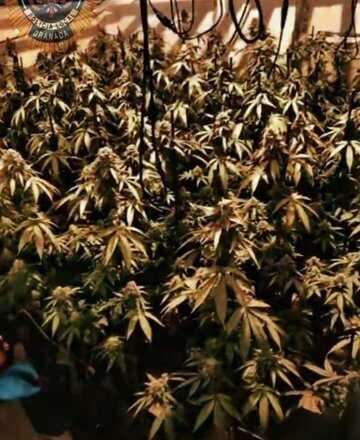 Encuentran 500 plantas de marihuana mientras buscaban a un perro que perturbaba a los vecinos