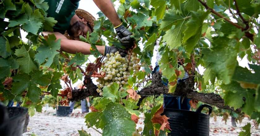 Andalucía pide al Gobierno mayores recursos para la Intervención Sectorial del Vino