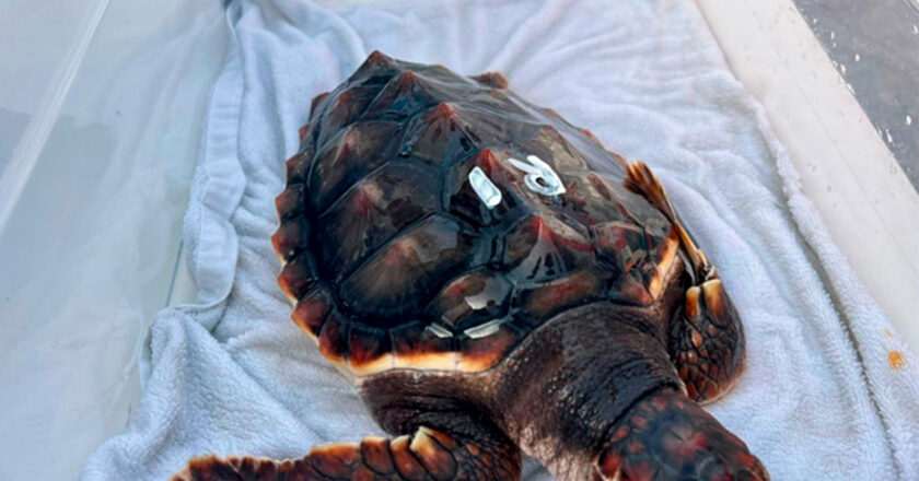 Liberación de dos nuevos ejemplares de tortuga boba en la playa Serena de Roquetas de Mar