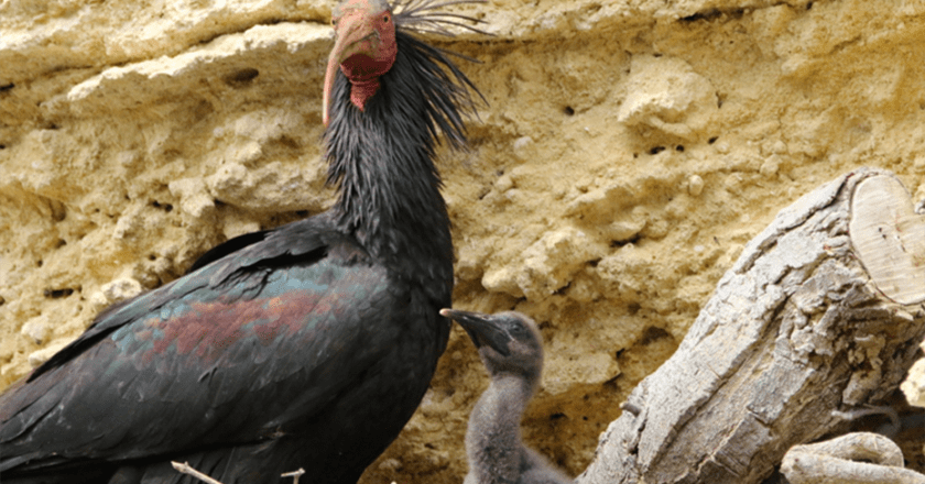 El ibis eremita logra en 2026 uno de sus mejores récords de reproducción en Andalucía