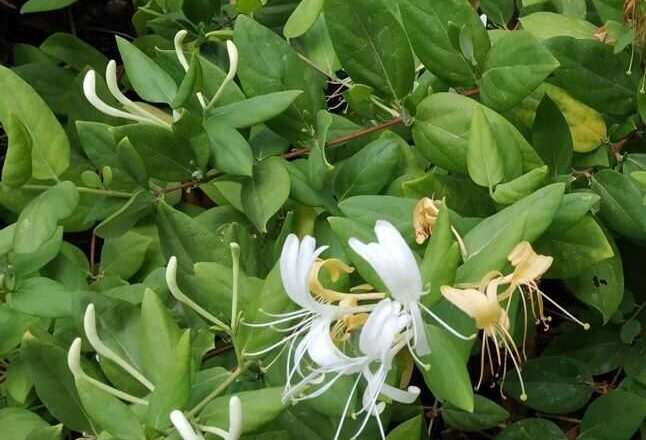 El Jardín Botánico de Málaga celebra julio con la madreselva