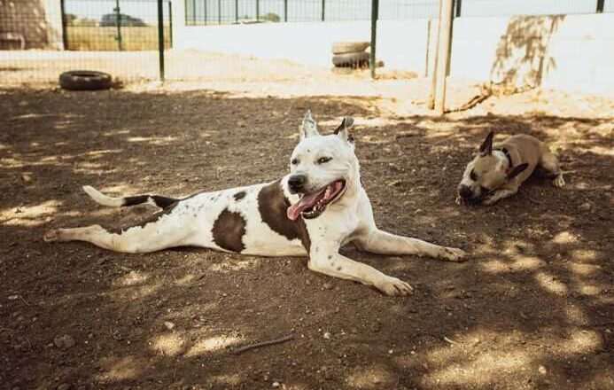 El Centro Municipal de Acogida de Animales logra la adopción de 80 mascotas en el primer semestre de 2026