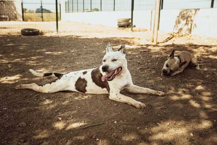 El Centro Municipal de Acogida de Animales logra la adopción de 80 mascotas en el primer semestre de 2026