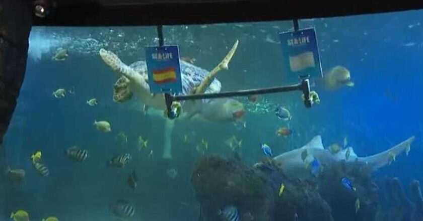 La tortuga Yellow de Sea Life Benalmádena predice la victoria de España en la final del Mundial