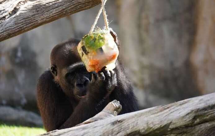 Bioparc Fuengirola implementa medidas especiales contra el calor con helados personalizados para sus animales