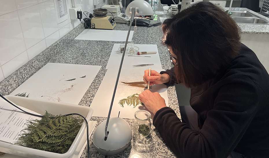 El Banco de Germoplasma Vegetal Andaluz: un refugio esencial para la conservación de la flora silvestre