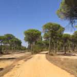 Andalucía lidera la inversión nacional para la recuperación de vías pecuarias