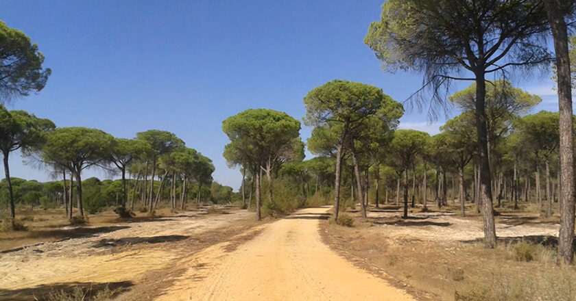 Andalucía lidera la inversión nacional para la recuperación de vías pecuarias