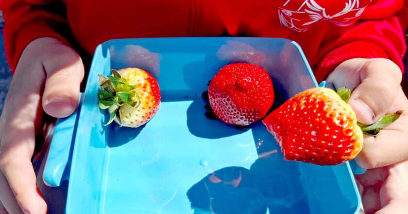 Cerca de 2.000 centros en Andalucía reciben productos hortofrutícolas y leche en el curso 2025-2026