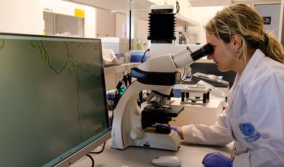 Desarrollan biomasa personalizada a partir de microalgas para el tratamiento de aguas residuales