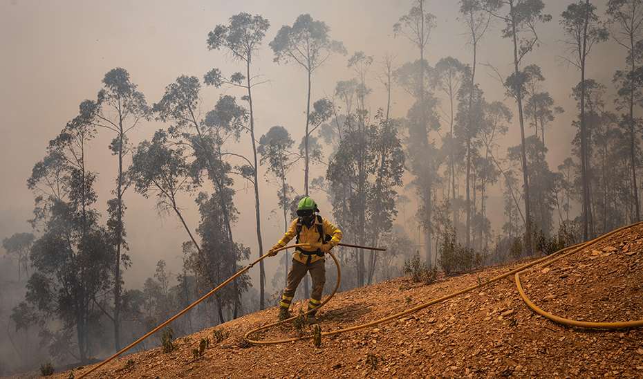 Junta informa que incendio en Niebla ha afectado 33.000 hectáreas