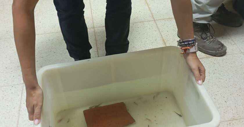 Recuperan en Granada 29 ejemplares de ajolote vendidos de manera ilegal
