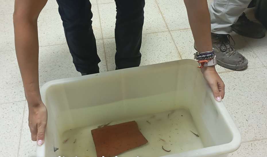 Recuperan en Granada 29 ejemplares de ajolote vendidos de manera ilegal