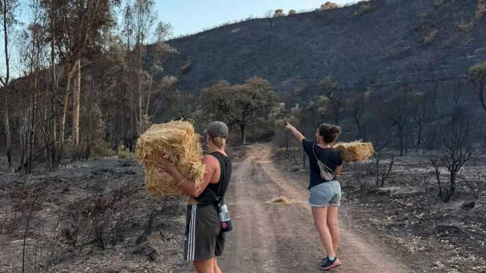 Voluntarios se desplazan al área del incendio de Niebla para ayudar a una fauna en situación de vulnerabilidad