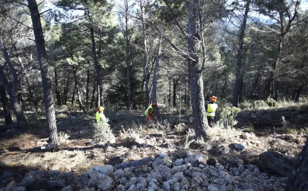 La Diputación realiza limpieza de montes en El Burgo y Yunquera, extrayendo más de 562 toneladas de madera para biomasa