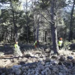 La Diputación realiza limpieza de montes en El Burgo y Yunquera, extrayendo más de 562 toneladas de madera para biomasa