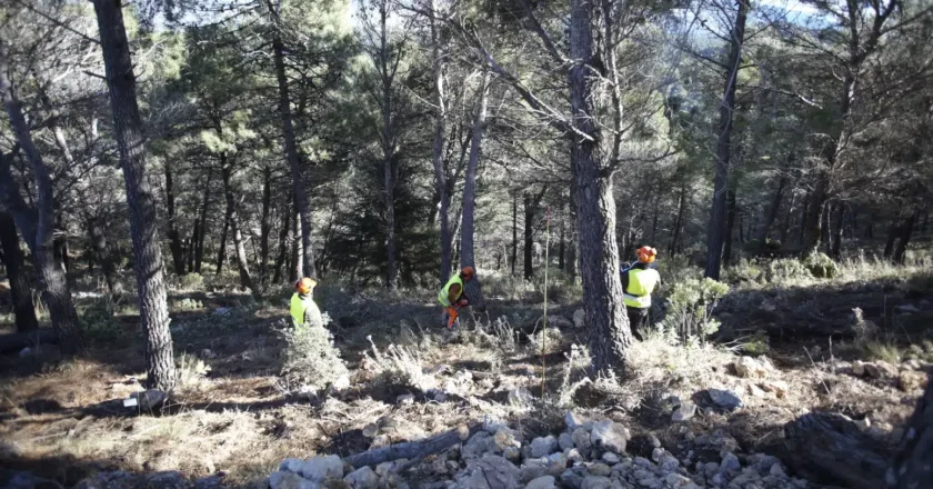 La Diputación realiza limpieza de montes en El Burgo y Yunquera, extrayendo más de 562 toneladas de madera para biomasa