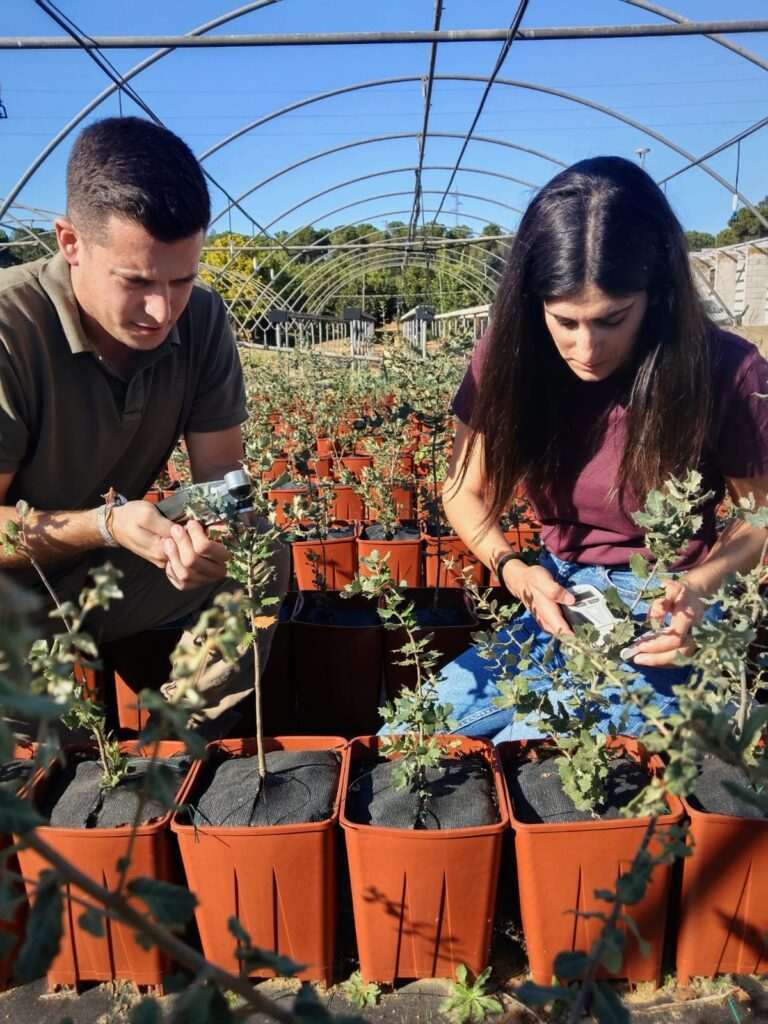 Diputación y Universidad de Huelva: ensayos para mejorar la resistencia de encinas y alcornoques a la seca y sequía en 2023